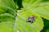 pest分析模型(怎样运用PEST分析模型？)