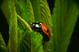 高中生物必修二课本详解